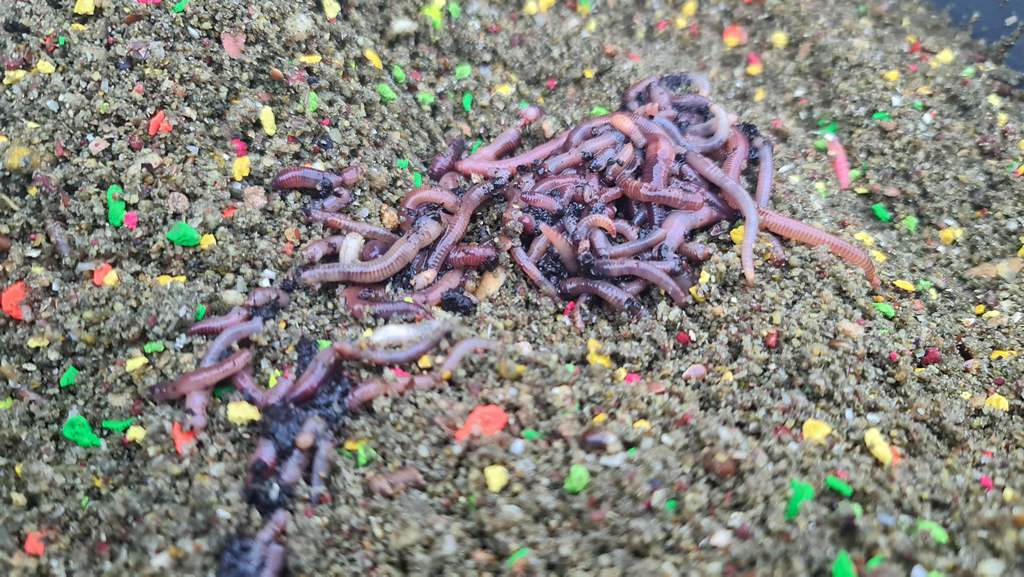 Как сделать работу прикормки более эффективной  00002.jpg